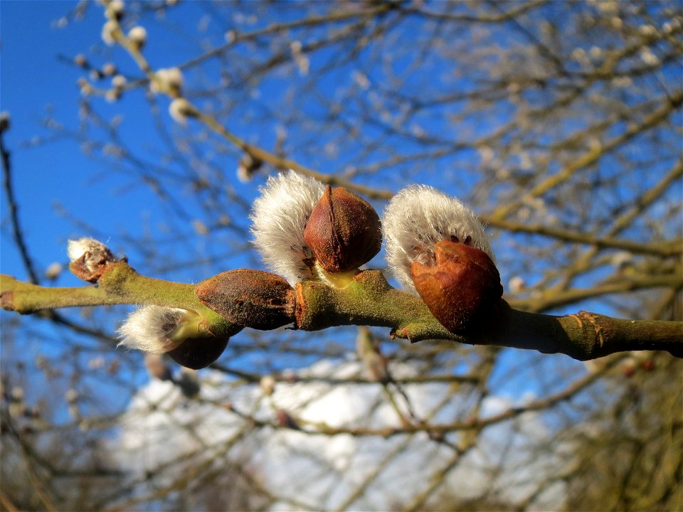 Sal-Weide (Salix caprea) im Naturschutzgebiet "St. Arnualer Wiesen"