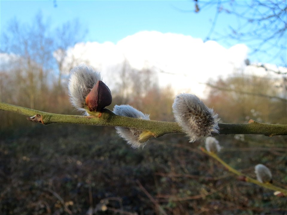 Sal-Weide (Salix caprea) im Naturschutzgebiet "St. Arnualer Wiesen"