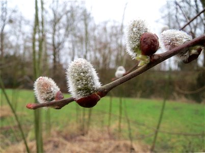 Sal-Weide (Salix caprea) in der Saaraue Güdingen
