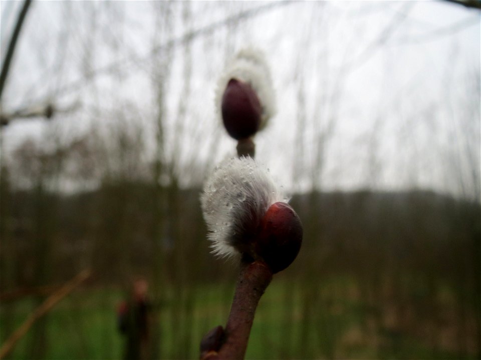 Sal-Weide (Salix caprea) in der Saaraue Güdingen