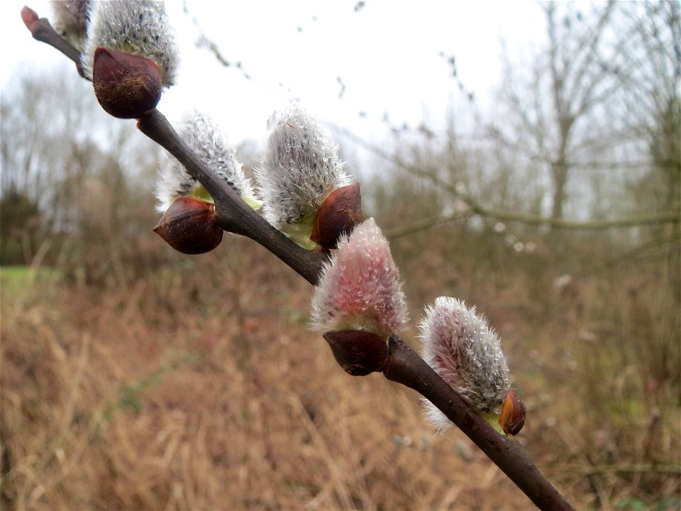 Sal-Weide (Salix caprea) in der Saaraue Güdingen