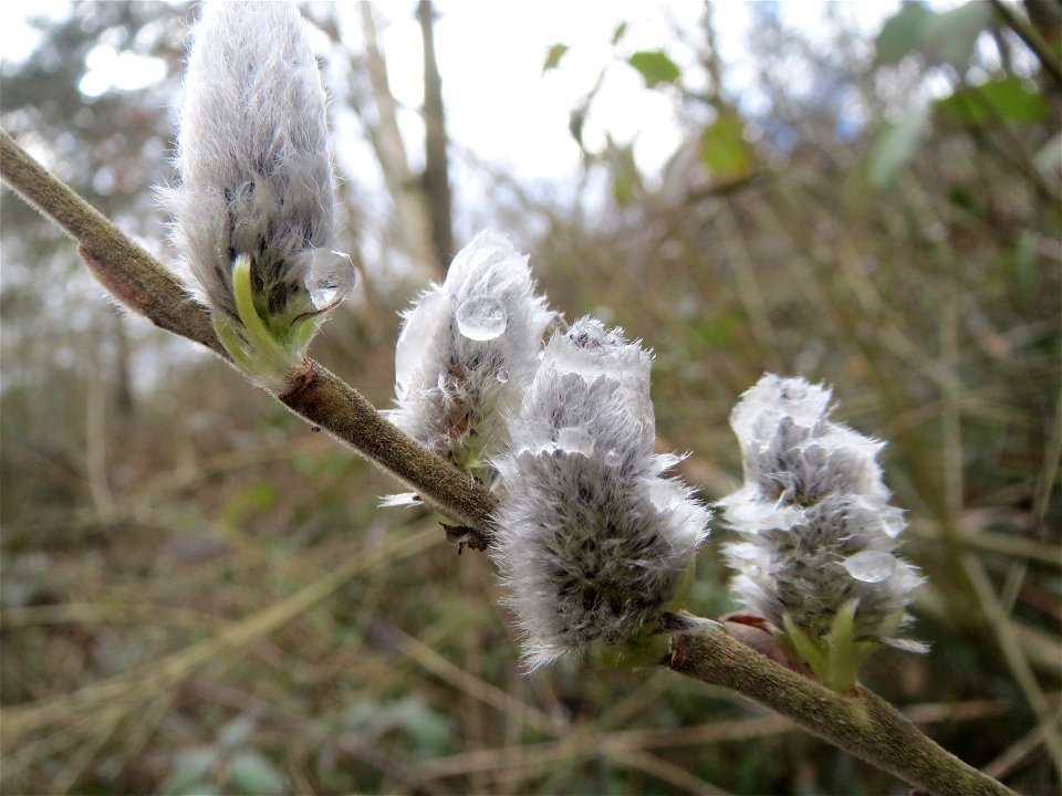 Sal-Weide (Salix caprea) im Almet in Saarbrücken