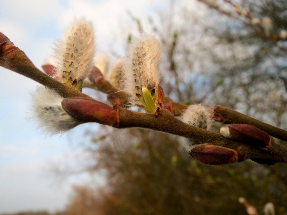 Salweide (Salix caprea) im Hockenheimer Rheinbogen