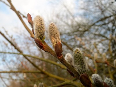 Salweide (Salix caprea) im Hockenheimer Rheinbogen