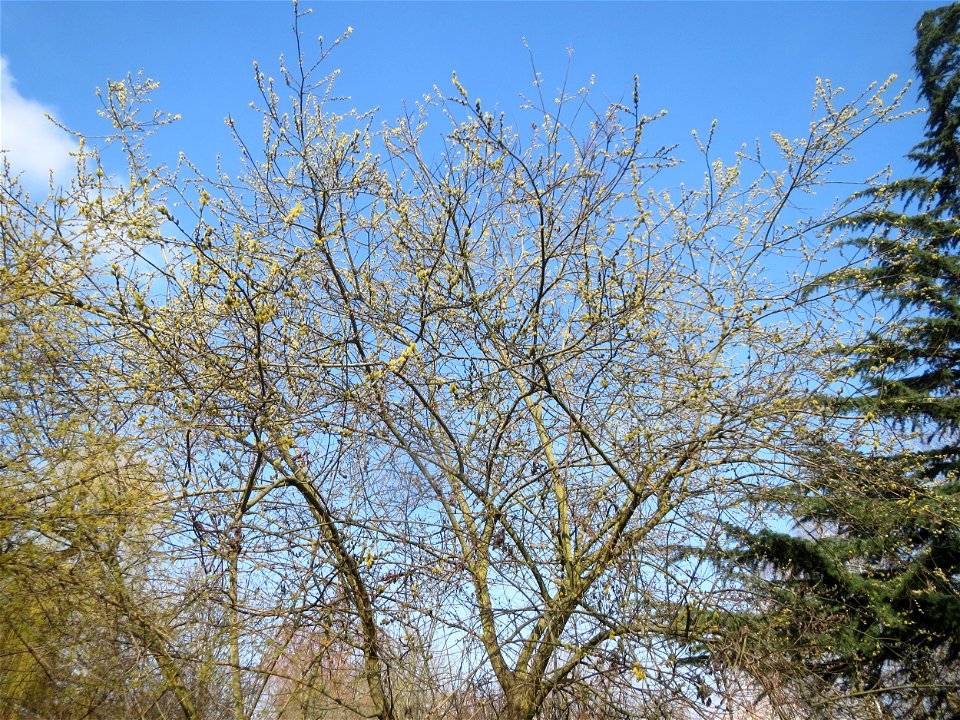 Sal-Weide (Salix caprea) im Ebertpark Hockenheim