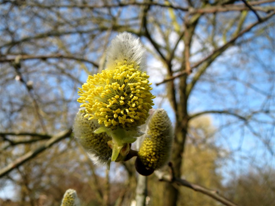 Sal-Weide (Salix caprea) im Ebertpark Hockenheim