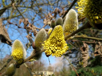 Sal-Weide (Salix caprea) im Ebertpark Hockenheim