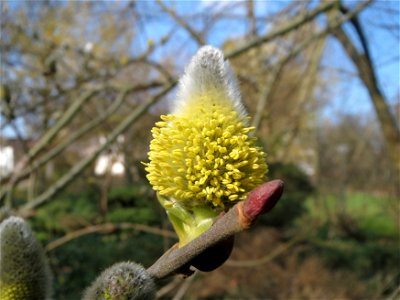 Sal-Weide (Salix caprea) im Ebertpark Hockenheim