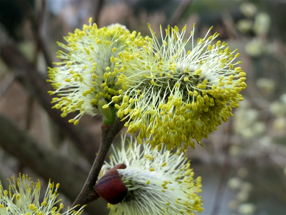 Sal-Weide (Salix caprea) am Kraichbach in Hockenheim