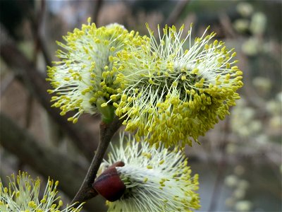 Sal-Weide (Salix caprea) am Kraichbach in Hockenheim