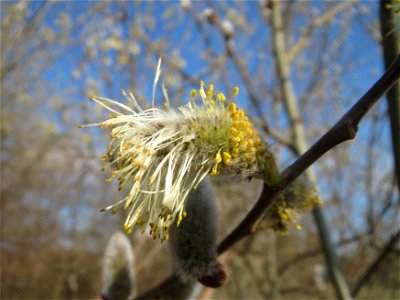 Salweide (Salix caprea) im Hockenheimer Rheinbogen