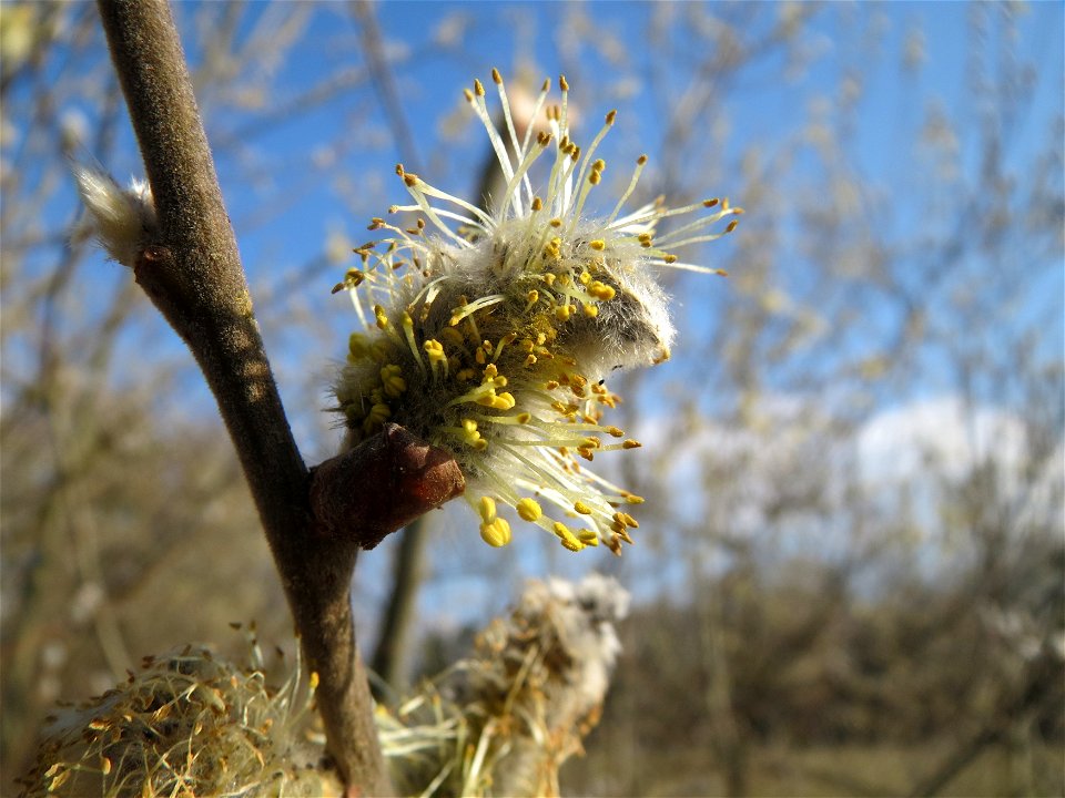 Salweide (Salix caprea) im Hockenheimer Rheinbogen