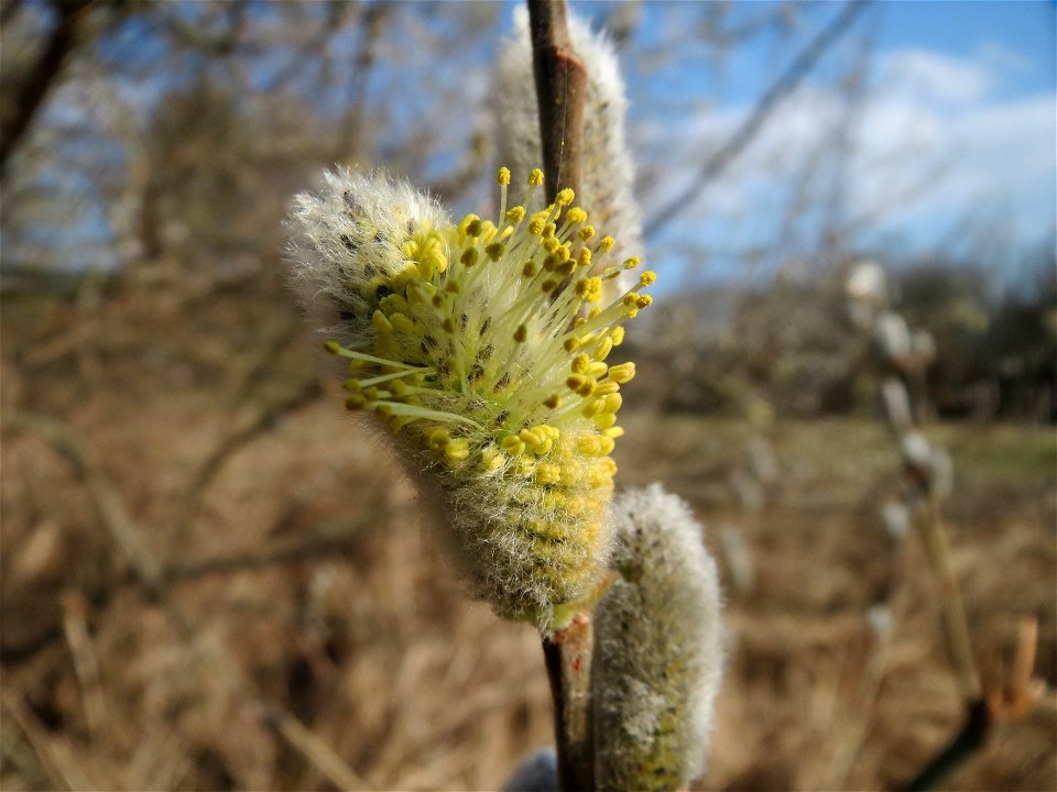 Salweide (Salix caprea) im Hockenheimer Rheinbogen