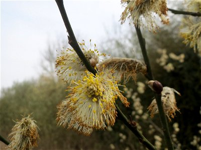 Sal-Weide (Salix caprea) im Naturschutzgebiet "St. Arnualer Wiesen"