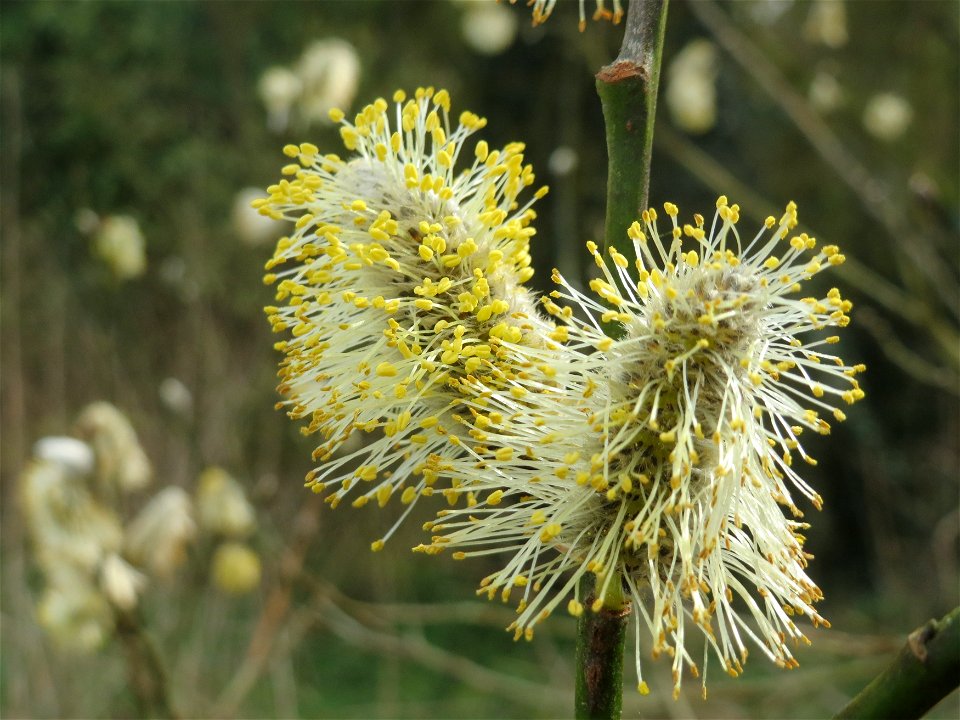 Sal-Weide (Salix caprea) im Naturschutzgebiet "St. Arnualer Wiesen"
