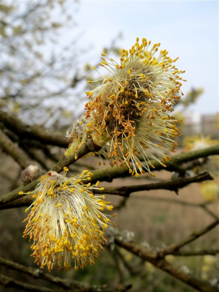 Sal-Weide (Salix caprea) im Naturschutzgebiet "St. Arnualer Wiesen"