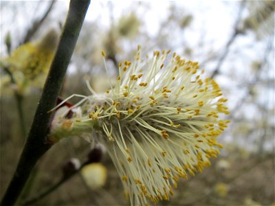 Sal-Weide (Salix caprea) im Naturschutzgebiet "St. Arnualer Wiesen"