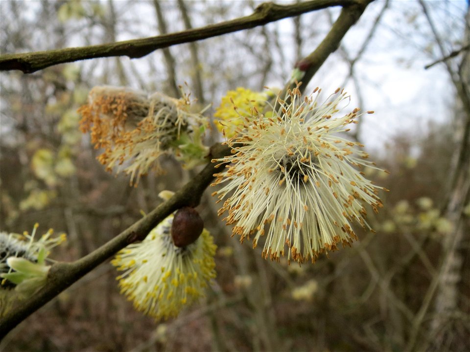 Sal-Weide (Salix caprea) im Naturschutzgebiet "St. Arnualer Wiesen"