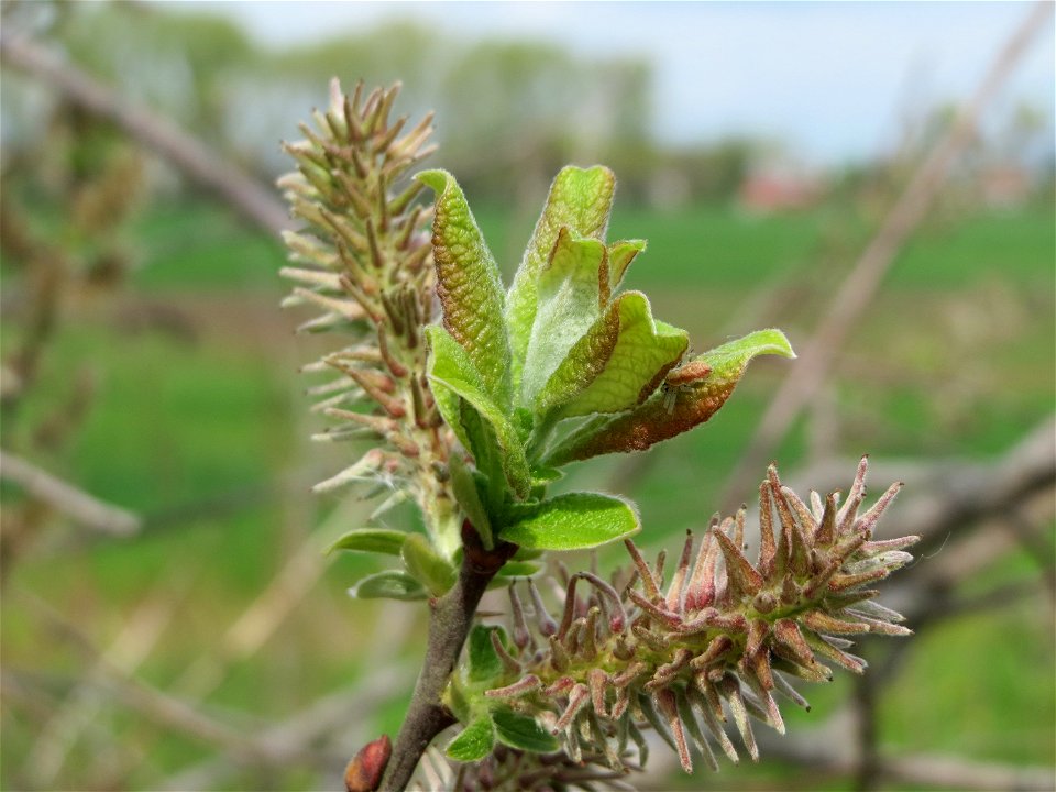 Verblühte Kätzchen der Sal-Weide (Salix caprea) im Landschaftsschutzgebiet Hockenheimer Rheinbogen