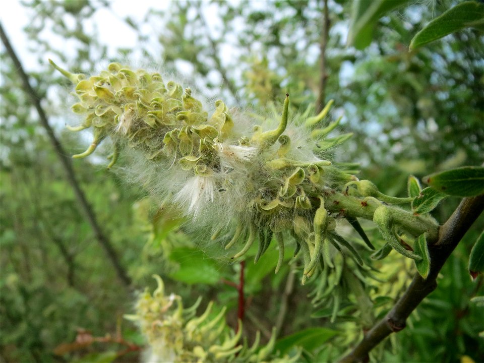 Sal-Weide (Salix caprea) im Naturschutzgebiet Bachwiesen/Leopoldswiesen im Hockenheimer Rheinbogen
