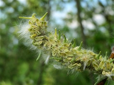 Sal-Weide (Salix caprea) im Naturschutzgebiet Bachwiesen/Leopoldswiesen im Hockenheimer Rheinbogen