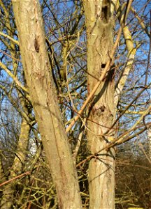 Sal-Weide (Salix caprea) am Rand vom Naturschutzgebiet "St. Arnualer Wiesen"