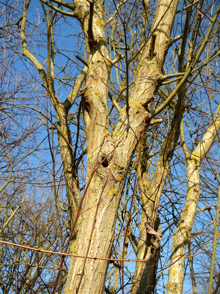 Sal-Weide (Salix caprea) am Rand vom Naturschutzgebiet "St. Arnualer Wiesen"