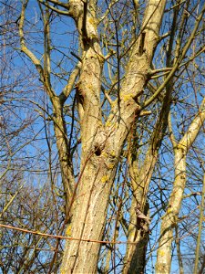 Sal-Weide (Salix caprea) am Rand vom Naturschutzgebiet "St. Arnualer Wiesen"
