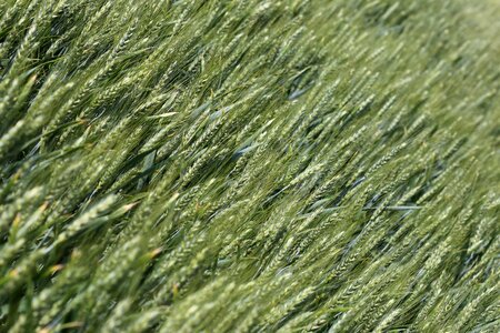 Cereals food field
