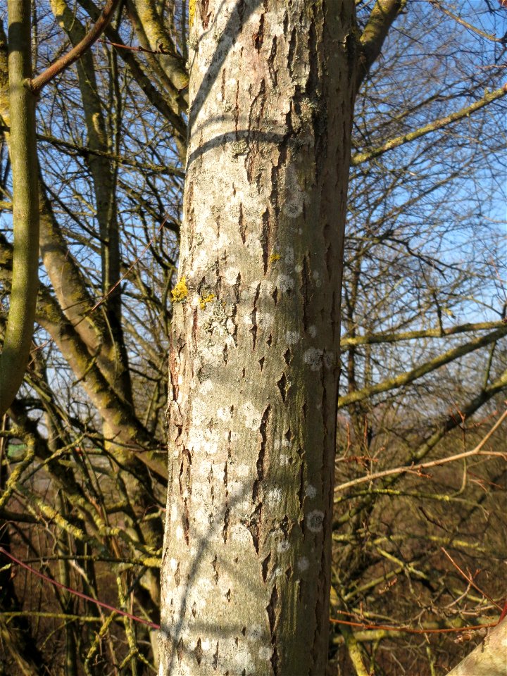 Sal-Weide (Salix caprea) am Rand vom Naturschutzgebiet "St. Arnualer Wiesen"