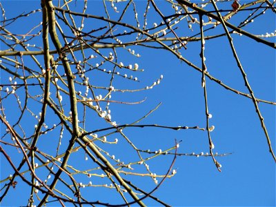 Sal-Weide (Salix caprea) am Bahnhof Bruchmühlbach-Miesau