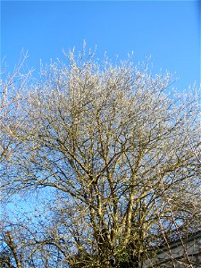 Sal-Weide (Salix caprea) am Bahnhof Bruchmühlbach-Miesau