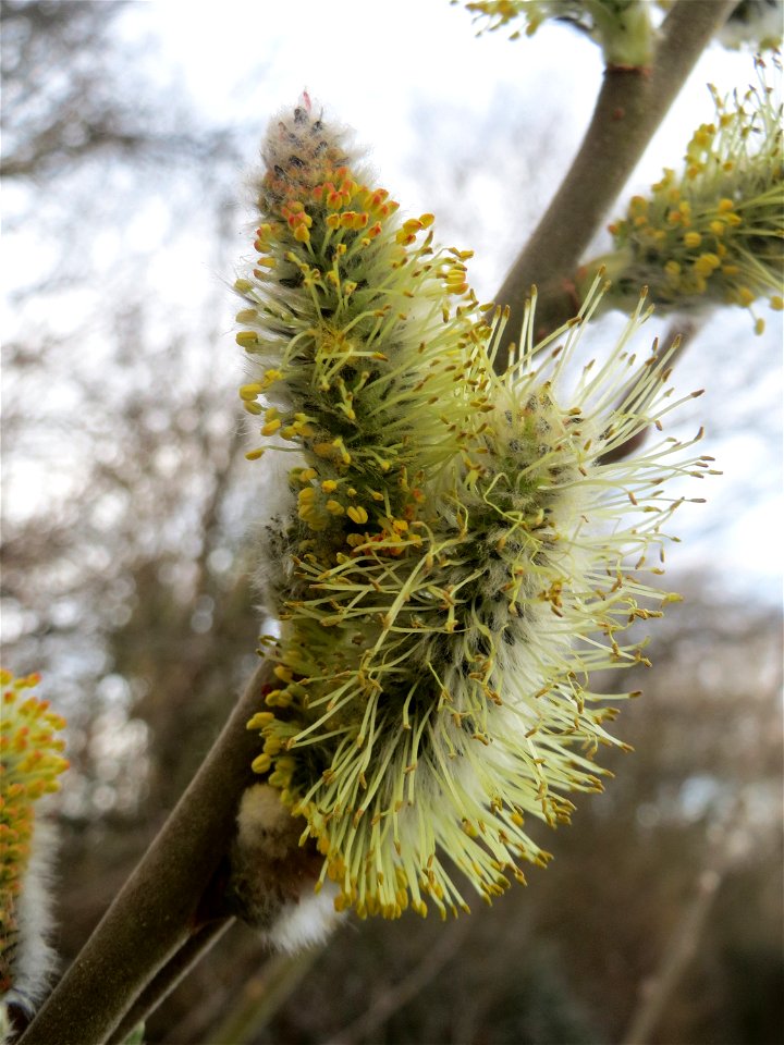 Sal-Weide (Salix caprea) im Landesgartenschaupark in Hockenheim