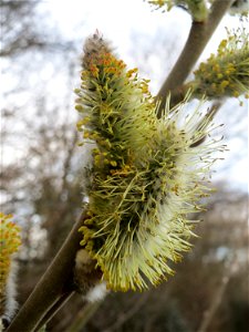 Sal-Weide (Salix caprea) im Landesgartenschaupark in Hockenheim