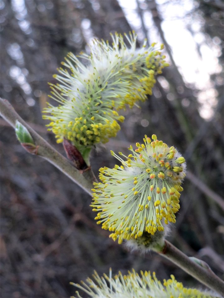 Sal-Weide (Salix caprea) im Landesgartenschaupark in Hockenheim