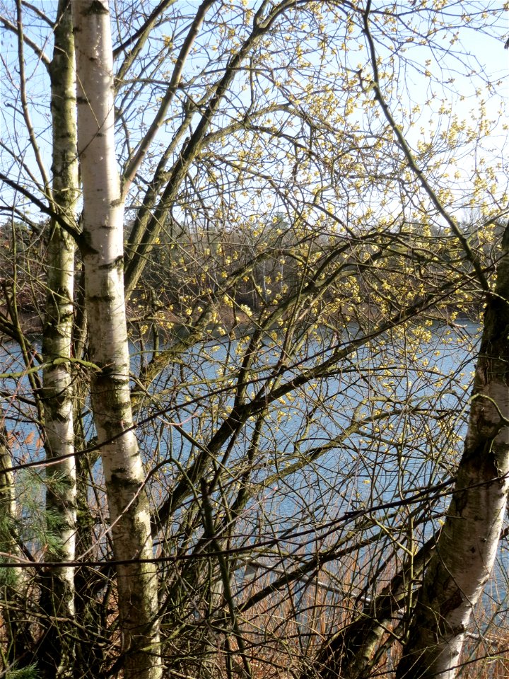 Sal-Weide (Salix caprea) und Birken im Schwetzinger Hardt