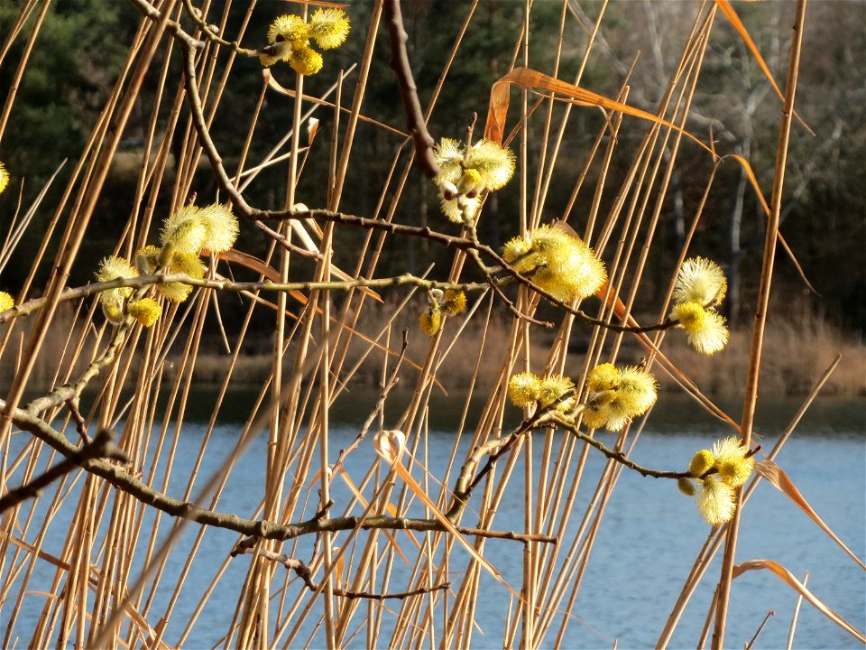 Sal-Weide (Salix caprea) im Schwetzinger Hardt