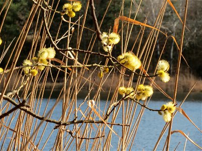 Sal-Weide (Salix caprea) im Schwetzinger Hardt