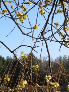Sal-Weide (Salix caprea) im Schwetzinger Hardt