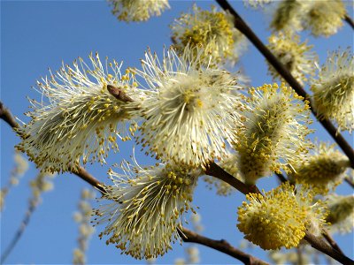 Blühende Sal-Weide (Salix caprea) im Hockenheimer Rheinbogen