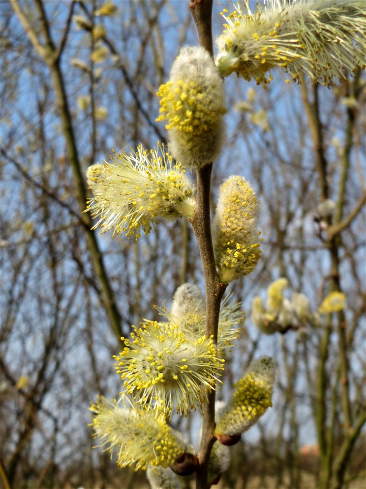 Blühende Sal-Weide (Salix caprea) im Hockenheimer Rheinbogen