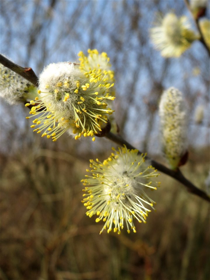 Blühende Sal-Weide (Salix caprea) im Hockenheimer Rheinbogen