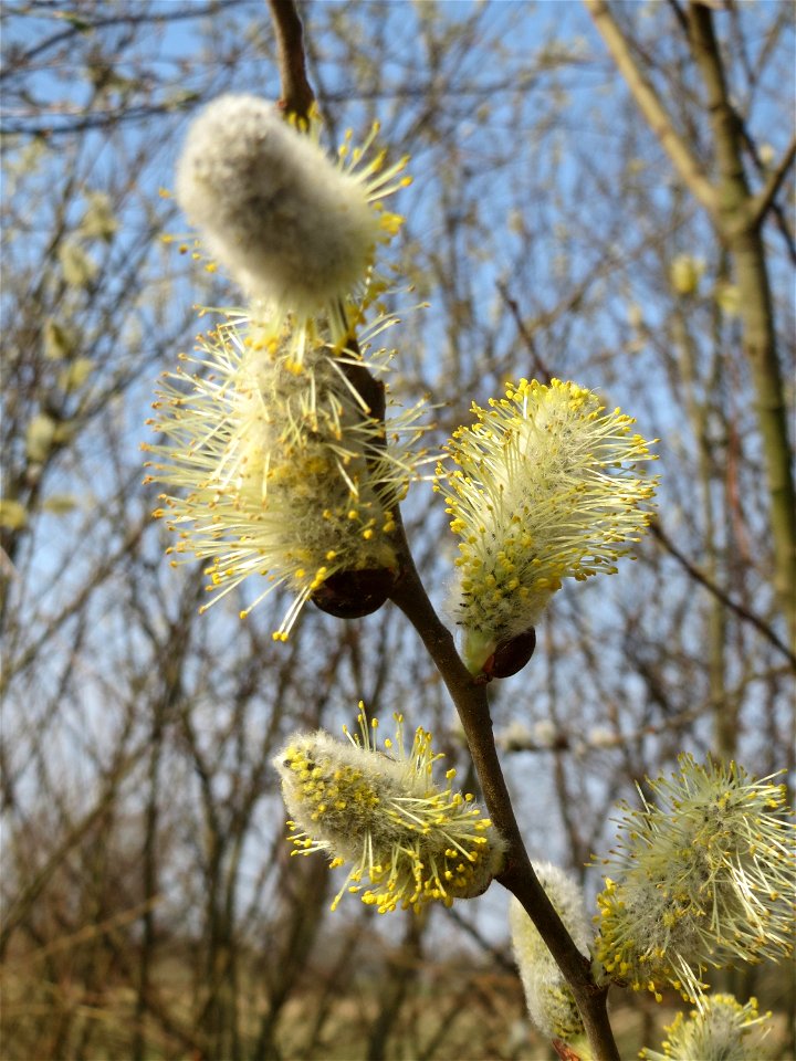 Blühende Sal-Weide (Salix caprea) im Hockenheimer Rheinbogen
