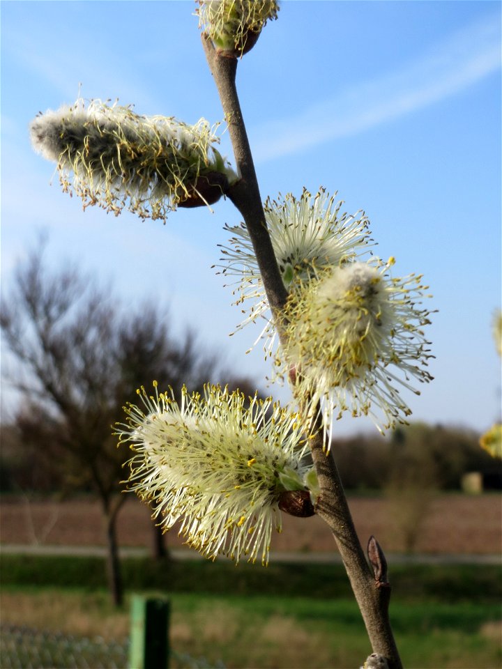 Blühende Sal-Weide (Salix caprea) in Hockenheim