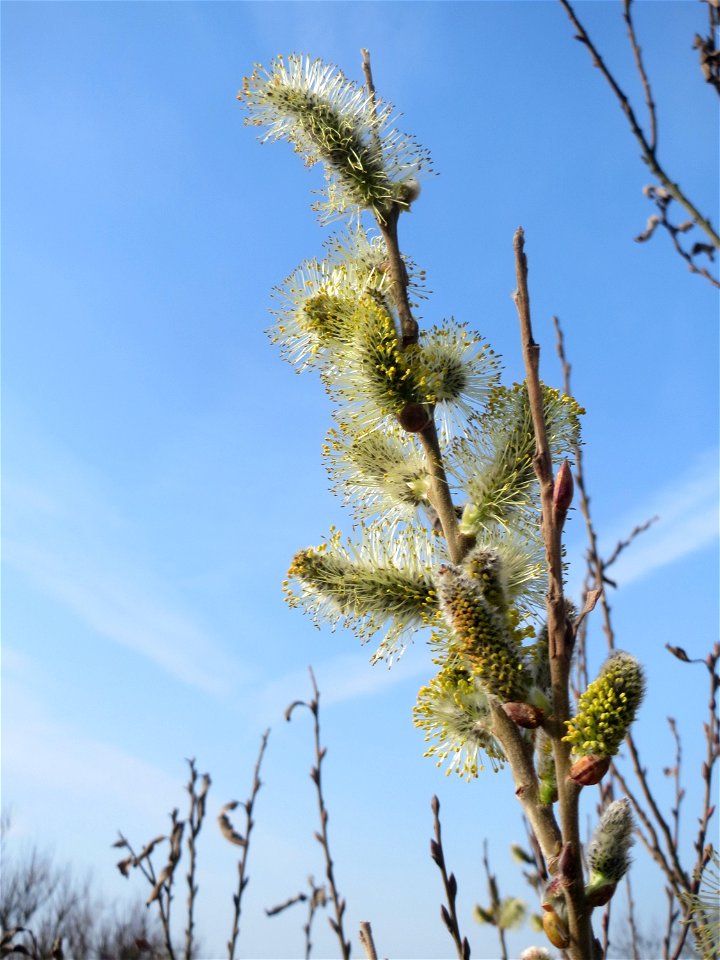 Blühende Sal-Weide (Salix caprea) in Hockenheim
