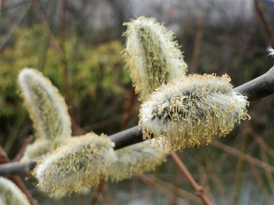 Blühende Sal-Weide (Salix caprea) in Hockenheim