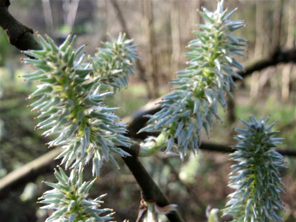 Sal-Weide (Salix caprea) im Deutschmühlental in Alt-Saarbrücken
