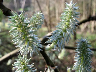 Sal-Weide (Salix caprea) im Deutschmühlental in Alt-Saarbrücken