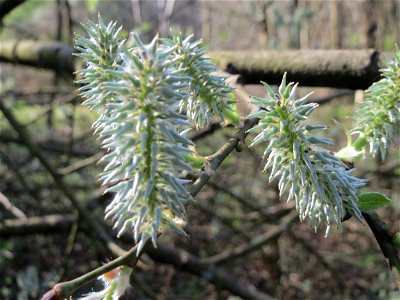Sal-Weide (Salix caprea) im Deutschmühlental in Alt-Saarbrücken