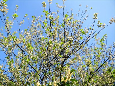 Sal-Weide (Salix caprea) in Saarbrücken mit reifen Kätzchen
